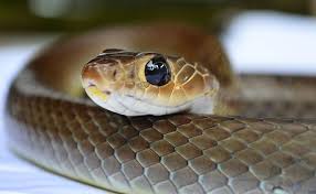 Celebrate World Snake Day With Adorable Baby Snakes Baby Snakes Cute Babies Snake
