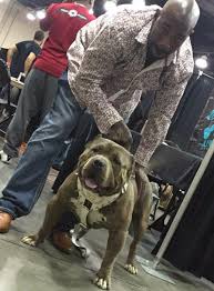 Country iron kennels strives to produce the highest quality puppies from the most desired xl pitbull and american bully xl bloodlines in the world. American Bully Xl Pitbull Breeders Of Xxl Pit Bull Puppies