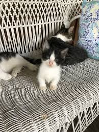 Advertise, sell, buy and rehome munchkin cats and kittens with pets4homes. Munchkin Cats Sale Vicksburg Ms 2609 Hoobly Us