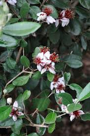 Image result for Feijoa sellowiana