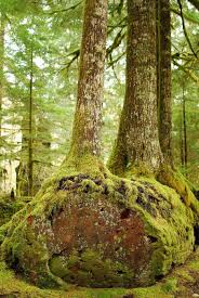 A Nurse Log Nurse Logs Are Fallen Trees That Provide Nutrients For New Forest Growth You Can See Three Trees Ha Most Beautiful Gardens Old Trees Autumn Trees