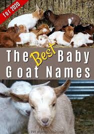 Best Baby Goat Names For 2020 In 2020 Goats Baby Goats Pet Goat