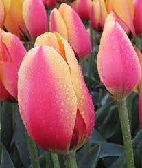 Tulip World Peace Tulip Bulbs At Burpee Com Bulb Flowers Tulip Bulbs Tulips