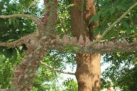 Image result for Zanthoxylum sp. A