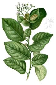 Image result for Ehretia obtusifolia