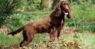 Филд-спаниель (Field spaniel) (Породы собак) филд спаниель фото, филд  спаниель купить, филд спаниель описание породы, филд спаниель питомник, филд  спаниель щенки, филд спаниель купить в москве Энциклопедия о животных  EGIDA.BY