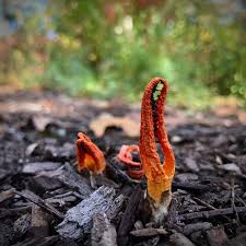 Image result for Pseudopod Ospermum