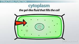 Examples of organelles include mitochondria, ribosomes, nucleus, lysosomes, chloroplasts, endoplasmic reticulum, and golgi apparatus. What Does The Cell Membrane Do In A Plant Cell Video Lesson Transcript Study Com