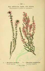 Plants 06262 Erica Cinerea Calluna Vulgaris 1860x2943 Bach Flowers Plants Floral Drawing