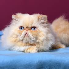 Jul 27, 2021 · if you're searching for pet, breed, or show persian cats and kittens for sale which may be visuals or carriers include colors: Persian Colourpoint Cat Breed Facts Traits Health Vets Choice Vets Choice