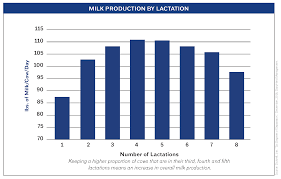 Improving Longevity In Your Dairy Herd Crystal Creek