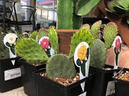 I'll take some photos tomorrow of those. Yes You Can Grow Prickly Pear Shelmerdine Garden Center Facebook