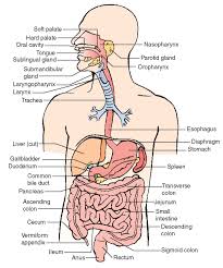 Hd Diagram Of Human Digestive And Respiratory Tract Human