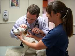 Find affordable care for your pets today. Imperial Point Animal Hospital Of Delray Delray Beach Fl Services