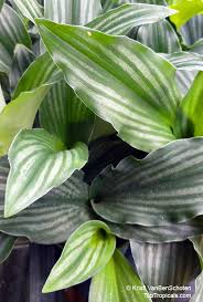 Image result for Kaempferia