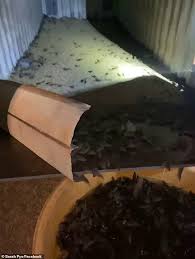 Swarms of mice run around on a farm in gilgandra, new south wales, australia, march 12, 2021.melanie moeris / reuters. Freedomroo Nsw Mouse Plague Turns Deadly As A Hotel Owner Fights For His Life After Contracting Rare Disease Australiannewsreview