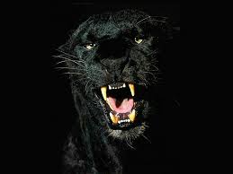 Maybe you would like to learn more about one of these? Black Jaguar 4k Wallpapers Top Free Black Jaguar 4k Backgrounds Wallpaperaccess