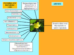 Image result for Malvastrum coromandelianum