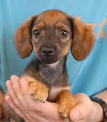 We partner with shelters across north america to help homeless pets find loving homes. Abbey And Her Two Sisters And Two Brothers Are Nicknamed The British Puppies And They Are Debuting For A Dog Adoption Near Me Dog Adoption Small Dog Adoption