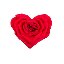 Maybe you would like to learn more about one of these? Plenty Flowers Wholesale Flowers And Supplies