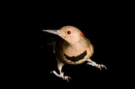 To appear for a short…. Northern Flicker National Geographic
