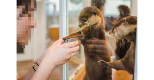 If you keep thinking to yourself you know what? Otter Smuggling Fueled By Japanese Craze For Cute Animals