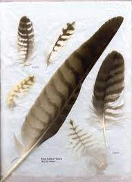 Red Feather Body Red Tailed Hawk Flight And Body Dorsal Owl Feather Flight Feathers Feather Identification
