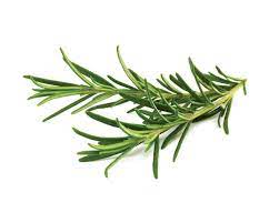 It comes from an evergreen plant with small narrow. Rosemary Plant Pods Click Grow