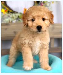 Our goldendoodle and boston terrier are both our family pets that live inside of our home with our children. Mini Goldendoodle Puppies For Sale Dog Breed