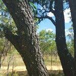 Image result for Faurea saligna