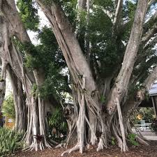 Image result for Grewia microcarpa