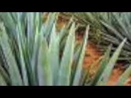 EL TIGRILLO PALMA EL AMOR DE UN POBRE San Jose La Pradera - YouTube