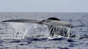 Download apk (12.3 mb) versions. Blue Whale Challenge What Are The 50 Tasks Heavy Com