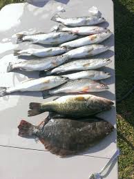 Speckled Trout Spotted Flounder And Largemouth Bass Caught In The Same Spot Largemouth Bass Red Fish Trout