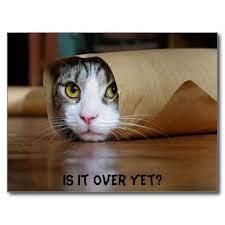 Cat Postcard Zazzle Com In 2021 Funny Cat Compilation Funny Cat Wallpaper Funny Cat Videos
