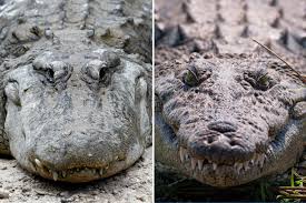 How can you tell the difference between an alligator and a crocodile?edit . What S The Difference Between An Alligator And A Crocodile