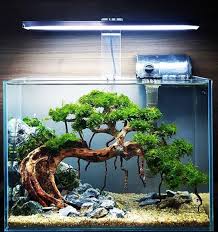 Pets Dogs Cats Cute Aquarium Landscape Freshwater Aquarium Plants Planted Aquarium