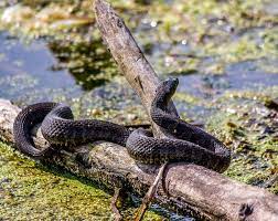 Northern Water Snake Nerodia Sipedon Snake Water Reptiles
