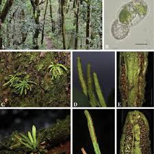 Image result for Zygophlebia villosissima