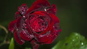 Dried flowers with water drops after the rain on the field, banner. Flowers Red Rose Water Drops Flower Leaves High Quality Picture Wallpapers13 Com
