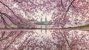 But the peak bloom period lasts only a few days. Japanese Cherry Blossom Festival Hamburg Com