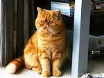 What Kind of Cat Is Garfield? | Reference