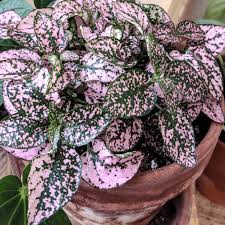 Image result for Hypoestes