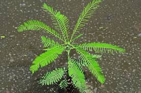 Image result for Sesbania macrantha