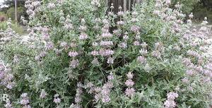 Image result for Salvia stenophylla