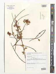 Image result for Grona barbata