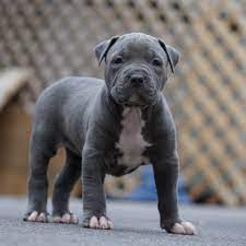 We Have Blue Nose Pitbull Puppies And Red Nose Pitbull Puppies For Sale Pitbull Puppies For Sale Pitbull Puppies Red Nose Pitbull