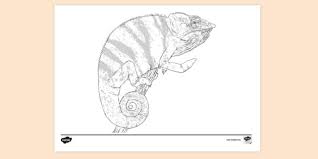 Maybe you would like to learn more about one of these? Free Panther Chameleon Colouring Sheet Colouring Pages