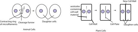 Maybe you would like to learn more about one of these? Cytokinesis Definition Overview Expii