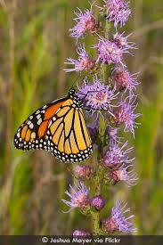 Image result for Nesaea aspera